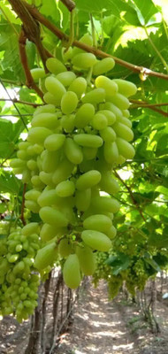 Quentova Green Finger Grape Extra Super Sweet-KGF-3U Seed(150 per packet)