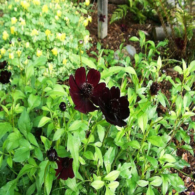 CYBEXIS PAU-11 - Chocolate Cosmos Flower - (270 Seeds) Seed(270 per packet)