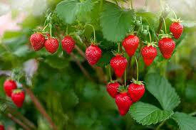 XOLDAA XOLDAA F1quality hybrid strawberry seeds Seed(65 per packet)