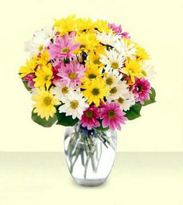 XOLDA Exotic daisy mix Seed(40 per packet)