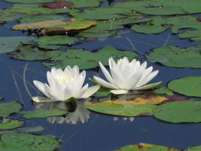 VibeX HUA-82 - Water Lily/Lotus - (270 Seeds) Seed(270 per packet)