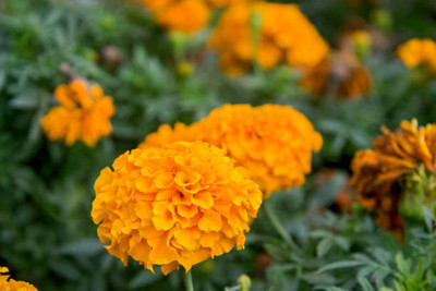 GOYAL GROUP marigold/gende ka phool flower seeds Seed(50 per packet)