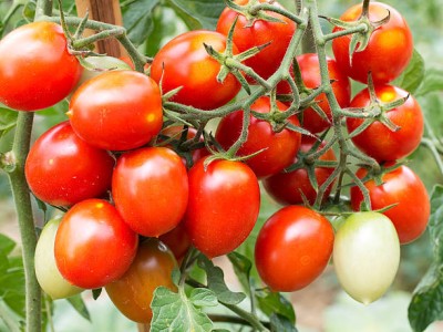 Modinity tomato Seed(55 per packet)