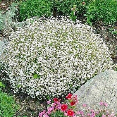 KANAYA Green Gypsophila Seed(98 per packet)