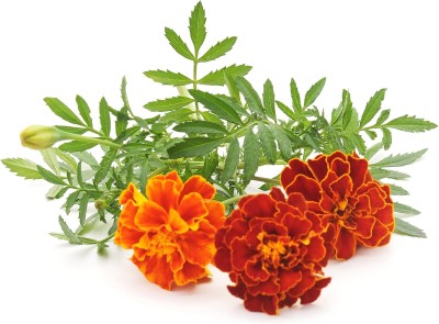 Qualtivate KGF -97 French Marigold Flower Mix Seed(500 per packet)