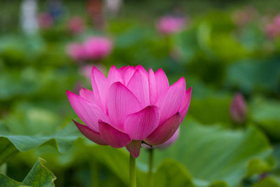Kishori Creation lotus,kamal gatta Seed(15 per packet)