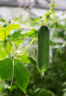 AFARTIOBINA 120 Pc Cucumber Seeds Seed(120 per packet)