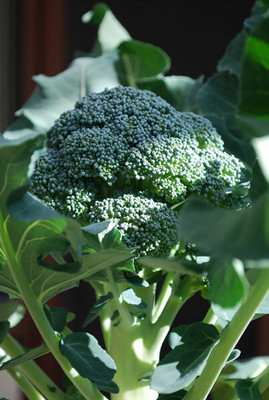 CYBEXIS Marathon' Broccoli500 Seeds Seed(500 per packet)