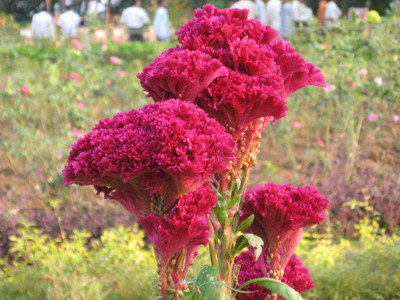 XOLDA Exotic cocksomb Seed(15 per packet)