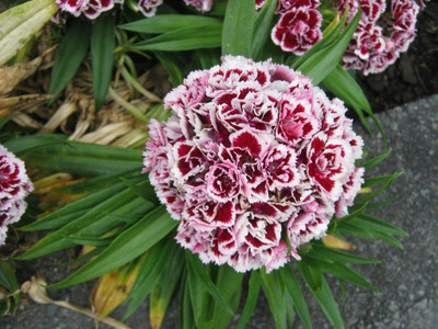 Mozette Exotic sweet william Seed(21 per packet)