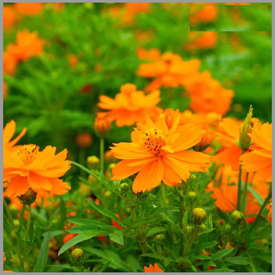 CYBEXIS NBIR-25 - Cosmos Less Maintenance - (270 Seeds) Seed(270 per packet)