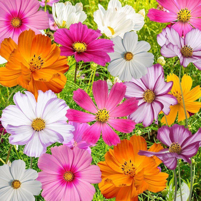 CYBEXIS Hybrid Flower Seeds Cosmos Mix Seed(25 per packet)