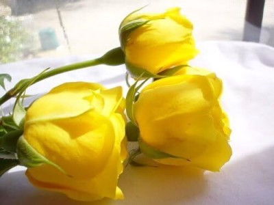 Qualtivate XXX-9A Yellow Rose Seeds Seed(25 per packet)