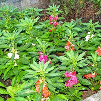 Epazo IMPATIENS WALLERIANA-CHINESE BALSAM Seed(12 per packet)