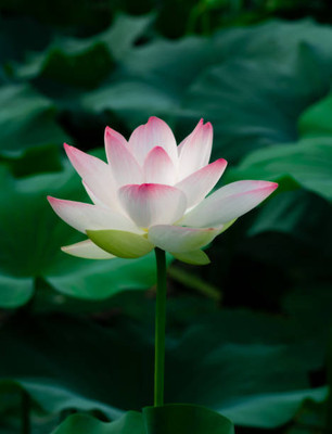 Heen Fab lotus,kamal gatta Seed(11 per packet)