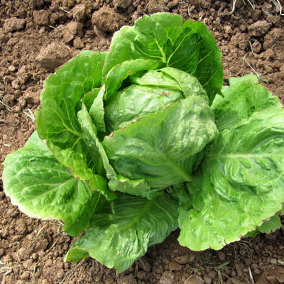 WILLVINE F1 HYBRID ICEBERG LETTUCE SEEDS SALAD-[400 Seeds] Seed(400 per packet)