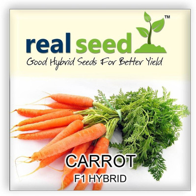 WILLVINE Carrot F1 Hybrid Imported Premium Vegetable Seeds-[5000 Seeds] Seed(5000 per packet)