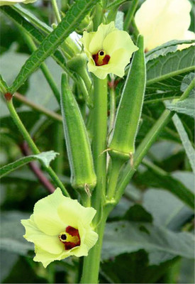 ibains Lady finger seeds Seed(64 per packet)