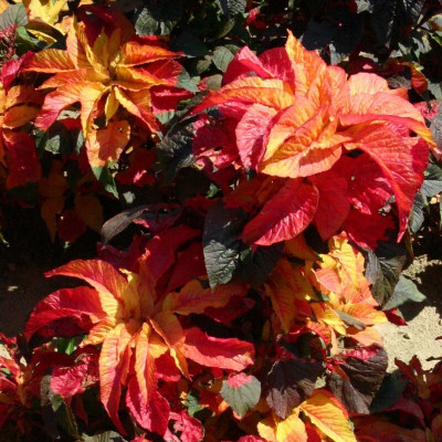 Quentova AMARANTHUS CARNIVAL-CIAR Seed(400 per packet)