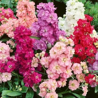 Aywal Evening Stock Matthiola Red Flower Seeds Mix/Reseeding Annual Seed(30 per packet)