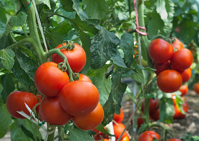 KTC tomato Seed(60 per packet)