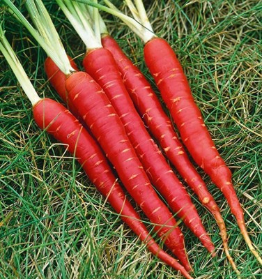 CYBEXIS Western Red Imported Carrot Variety4000 Seeds Seed(4000 per packet)