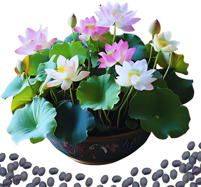 LPR LOTUS ,KAMAL GATTA Seed(20 per packet)