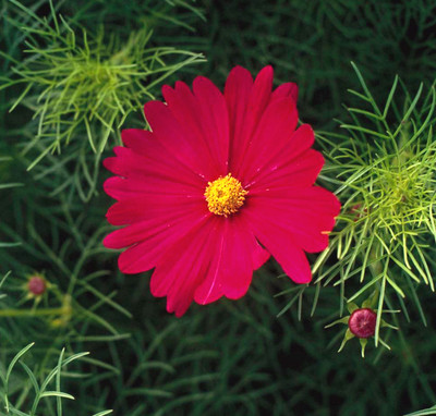 ZIXA 'Versailles' cosmos Seed(40 per packet)