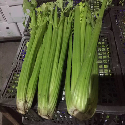 ENTENT Celery Vegetable/Herb Seed(120 per packet)