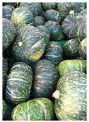 CYBEXIS Green Hokkaido Squash (Cucurbita Maxima) - Seeds - Pumpkins100 Seeds Seed(100 per packet)