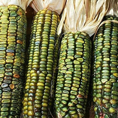 WILLVINE MAH -II Oaxacan Green Dent Indian Corn-[100g] Seed(400 per packet)
