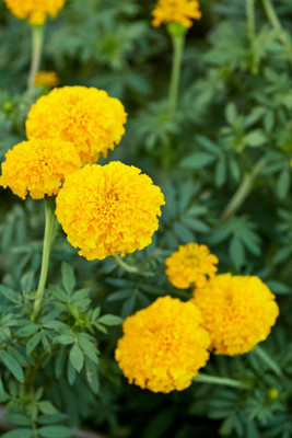 PlantaZee marigold,gende ka phool Seed(30 per packet)
