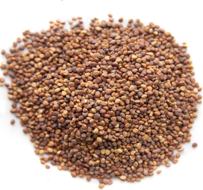 CYBEXIS XLR-6 - Rainbow Radish Sprouting Mix - (750 Seeds) Seed(750 per packet)