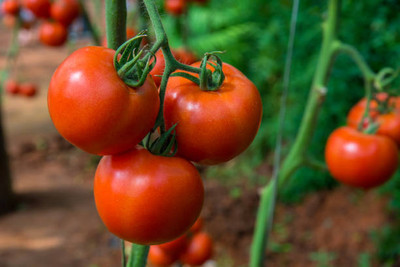 weqaultiy tomato Seed(145 per packet)