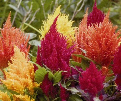 ZIXA Celosia Fresh Look Mix Seed(20 per packet)