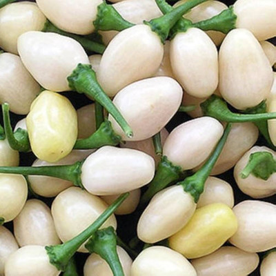ibains Chilli seed Seed(190 per packet)