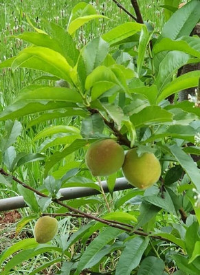 Aywal Peach Fruit Seed(4 per packet)