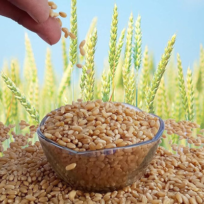 STOKIYA STOKIYA Wheat Seeds, DBW 303 , & Agriculture (Kheti ), Gehu Ka Bheej ( 20KG ) Seed(20 per packet)