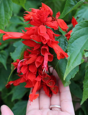 BDSresolve flower seeds/salvia seed 12 Seed(12 per packet)