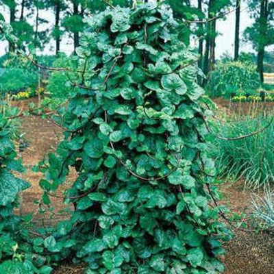 CYBEXIS PUAS-43 - Red Stem Malabar Spinach - (750 Seeds) Seed(750 per packet)