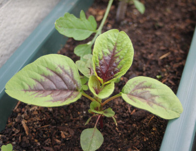 Quentova Amaranthus tricolor-KTL Seed(300 per packet)