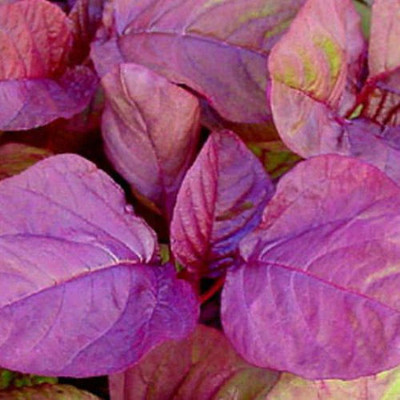 Cloud Farm Red Amaranth Spinach,Lal Shak ,Hybird Seed(500 per packet)