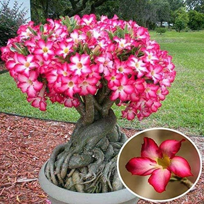 Qualtivate HUA-256 Pink Desert Rose Seeds Adenium Obesum Seed(30 per packet)