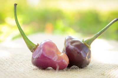 KNESSiN Heirloom Cheiro Roxa Hot Pepper Seeds for Home Gardening-(1200 Seeds) Seed(1200 per packet)