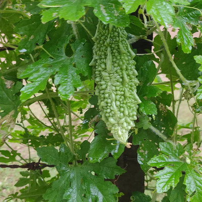 VibeX KGF -3 - Bitter Gourd (Karela) - (100 Seeds) Seed(100 per packet)