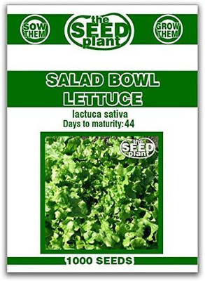 VibeX NBIR-8 - Salad Bowl Lettuce - (1350 Seeds) Seed(1350 per packet)