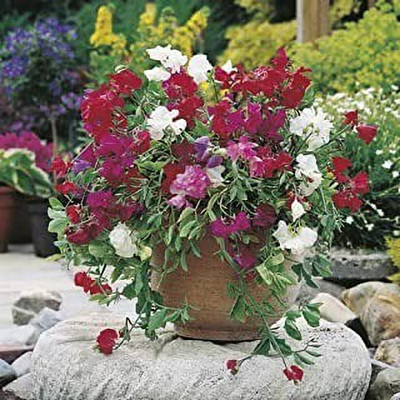 MAA Sweet Pea Seed(32 per packet)