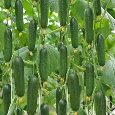 SUAA Cucumber khira Seed(70 per packet)