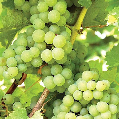 Aro Grapes, Green Grapes Seed(67 per packet)