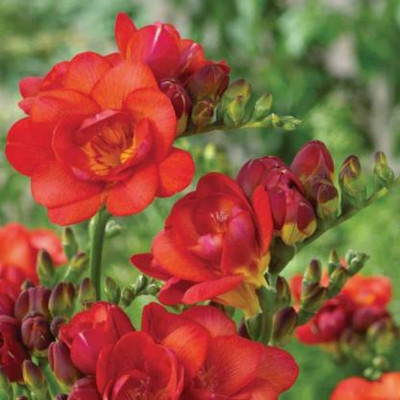 zabbus Freesia Flower Bulbs for Summer Season Red Seed(5 per packet)